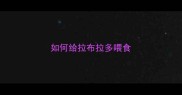 如何给拉布拉多喂食