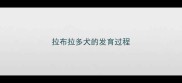 拉布拉多犬的发育过程