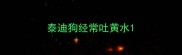 泰迪狗经常吐黄水