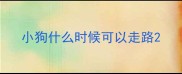 小狗什么时候可以走路