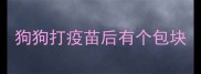 狗狗打疫苗后有个包块