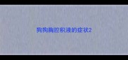 狗狗胸腔积液的症状