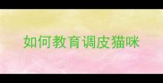 如何教育调皮猫咪