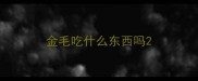 金毛吃什么东西吗