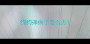 狗狗摔瘸了怎么办