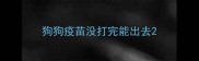 狗狗疫苗没打完能出去