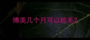 博美几个月可以梳毛