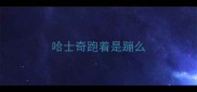 哈士奇跑着是蹦么