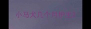 小马犬几个月护主