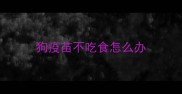 狗疫苗不吃食怎么办