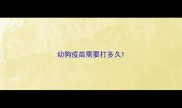 幼狗疫苗需要打多久