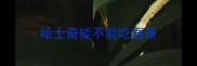 哈士奇能不能吃面条