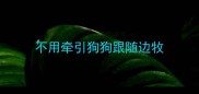 不用牵引狗狗跟随边牧