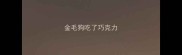 金毛狗吃了巧克力