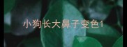 小狗长大鼻子变色