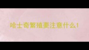 哈士奇繁殖要注意什么