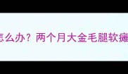 金毛幼犬后腿无力怎么办两个月大金毛腿软瘫痪原因及解决指南