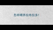 怎样喂养拉布拉多