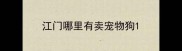 江门哪里有卖宠物狗