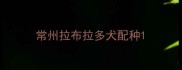 常州拉布拉多犬配种