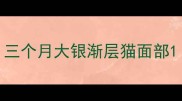 三个月大银渐层猫面部