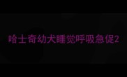 哈士奇幼犬睡觉呼吸急促