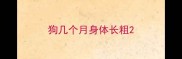 狗几个月身体长粗