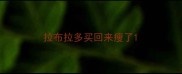 拉布拉多买回来瘦了