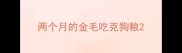两个月的金毛吃克狗粮
