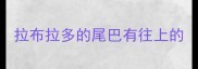 拉布拉多的尾巴有往上的