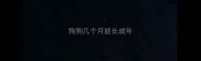 狗狗几个月能长成年