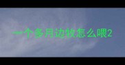 一个多月边牧怎么喂