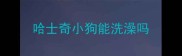 哈士奇小狗能洗澡吗