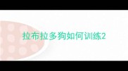 拉布拉多狗如何训练