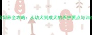 咖啡色拉布拉多小母狗饲养全攻略从幼犬到成犬的养护要点与训练技巧附品种特性