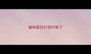 猫咪尾巴打架打断了