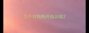 几个月狗狗开始训练