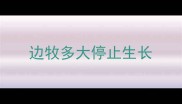 边牧多大停止生长