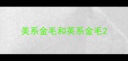 美系金毛和英系金毛