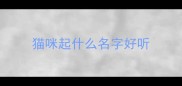 猫咪起什么名字好听