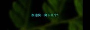 泰迪狗一窝下几个