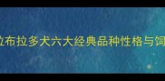 最新全拉布拉多犬六大经典品种性格与饲养指南