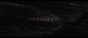 一个月大的金毛犬