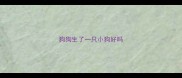 狗狗生了一只小狗好吗