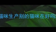 猫咪生产别的猫咪在好吗