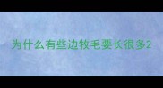 为什么有些边牧毛要长很多