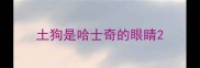 土狗是哈士奇的眼睛
