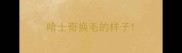 哈士奇换毛的样子