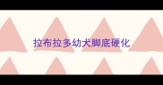 拉布拉多幼犬脚底硬化
