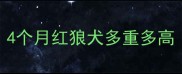 4个月红狼犬多重多高
